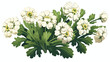 Beautiful decorative Cineraria with white leaves ha