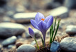 'background format Soft text spring gentle selective Delicate opened crocus Pearl blue your Close focus stones Place Flower Flowers Nature Easter Landscape Leaf ForestBackground Flower Flowers Nature'