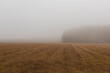 late fall. harvested field and yellow forest in the fog