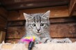 funny squinting tabby kitten sits on the scratching post and chases a toy with colorful feathers