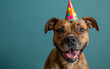 Party Pooches: a brown pitbull or amerian staffordshire Dog Wearing Cone Hats in Vibrant Studio Portraits, blue background