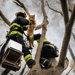 Firefighters pull a cat from a tall tree