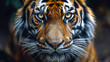 Close up view portrait of a Tiger