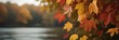 Colorful autumn maple leaves on a tree branch. Golden autumn foliage leaves background with copy space.