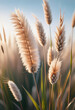 Dry bunny tail grass background