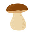 Porcini forest mushroom. Hand drawn boletus edulis fungus. Porcini fresh edible mushrooms flat style decor element. Cep. King bolete on white background. Penny bun Vector illustration