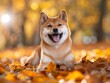 A small dog is laying on the ground in a field of autumn leaves. The dog is smiling and he is enjoying the fall weather