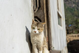 Fototapeta  - A cat is on a Himalayan hiking trail.