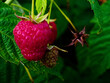 Ripe and unripe raspberries amidst rich greenery; an ideal representation of organic farming or natural food production.