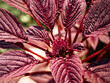 Detailed red foliage, the main subject of the image, ideal for use in nature-inspired designs.