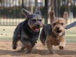 Two small dogs running in the sand. One is black and the other is brown. They are both very excited and happy