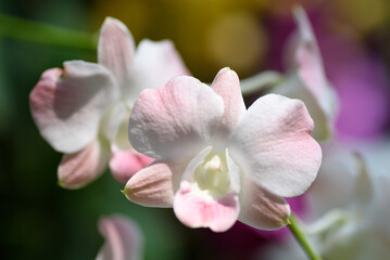 Wall Mural - Beautiful pink orchid flower decoration in the tropical garden