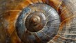 Macro shot of a snail s shell