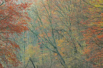 Wall Mural - Landscape of spring forest with maples in bloom, Lake Doster, Michigan, USA