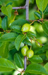 plums growing in a garden, close up image