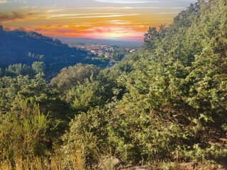 Wall Mural - Trees at sunset