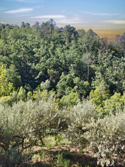 Wall Mural - Trees at sunset