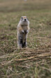 The gopher stands on its hind legs