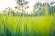 Beautiful close up ecology nature landscape with meadow. Abstract grass background. Abstract natural freshness with beauty blurred bokeh environment. Inspirational nature concept
