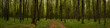 panoramic side view inside a dense green spring deciduous forest with a deserted dirt road in the center. woodland landscape. widescreen format 20x5