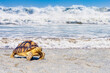 Turtle crawls along beach. Amphibious animal. Sea turtle comes out of ocean. Fauna of tropical islands. High waves behind turtle. Galapagos islands. Tortoise with shell on back. Resort Ecuador