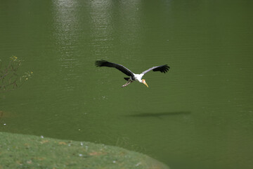 Wall Mural - The Painted Stork bird (Mycteria leucocephala) is flying on the river