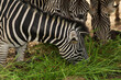The family burchell zebra is eatting in farm