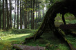 Old root Big tree at Alishan national park area in Taiwan.