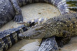 Close up the crocodile on garden