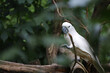The moluccan cockatoo bird is beautiful animal in garden