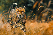 Running Cheetah.  Generated Image.  A digital rendering of a single cheetah sprinting through the grasslands on the edge of the jungle.  Nature photography.