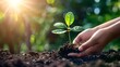 A Hand Nurturing Young Plant in Soil, Nature and Care Concept, Environmental Growth Photography. Sunlight Flares in Background. Eco-Friendly Imagery. AI