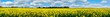 British countryside blooming rapeseed field panorama, United Kingdom