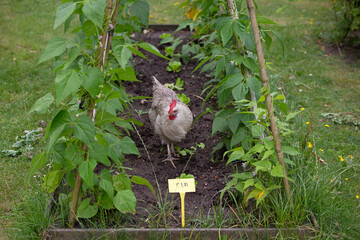 Chicken in vegetable garden