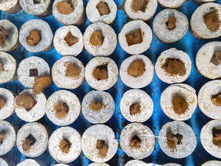 Top view of oral egg and sperm join together as an embryo, they develop into a coral larvae on cement cup and being grown to improve the reef. Coral spawning. Restoration of the marine environment.