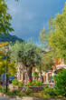 Olive tree in the street of Valldemossa, the old mediterranean village in the mountain, landmark of Majorca island