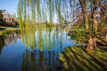 Weeping Willow tree with hanging green branches by still pond water and clear blue sky in a neighborhood in Ashburn, Virginia, USA.