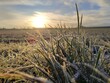 Close up of frozen grass in a meadow with sunrise in the background