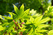Close Up Green Maple Leaves On The Maple Tree