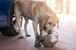 Labrador dog chewing ball