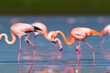 birds in nature. a flock of pink flamingos walk around the lake looking for food. wildlife and beauty concept