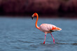 beautiful flamingo. a lonely pink flamingo walks on the water. nature and birds concept