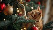 Cat Looking Up at Christmas Tree