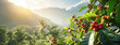 Coffee plantation or farm. Red raw berries on small shrubs in foreground; mist over hills background. Generative AI