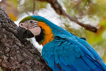 Wall Mural - blue and yellow macaw