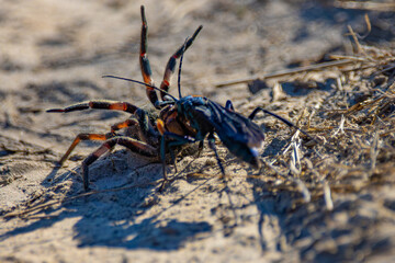 wasp with spider