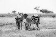 A family group of Plains Zebras, equus quagga, in Amboseli National Park, Kenya. Black and white.