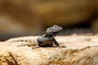 A starred agama lizard, stellagama stellio, on a rock. Also known as the roughtail rock agama or painted dragon.