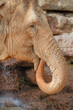 Portrait of an Asian elephant putting its trunk in its mouth