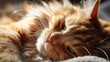 A feline resting on a blanket